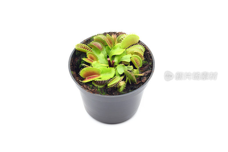 捕蝇草(Dionaea muscipula)在白色背景下的花盆里。